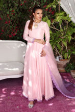 Picture of Carnation